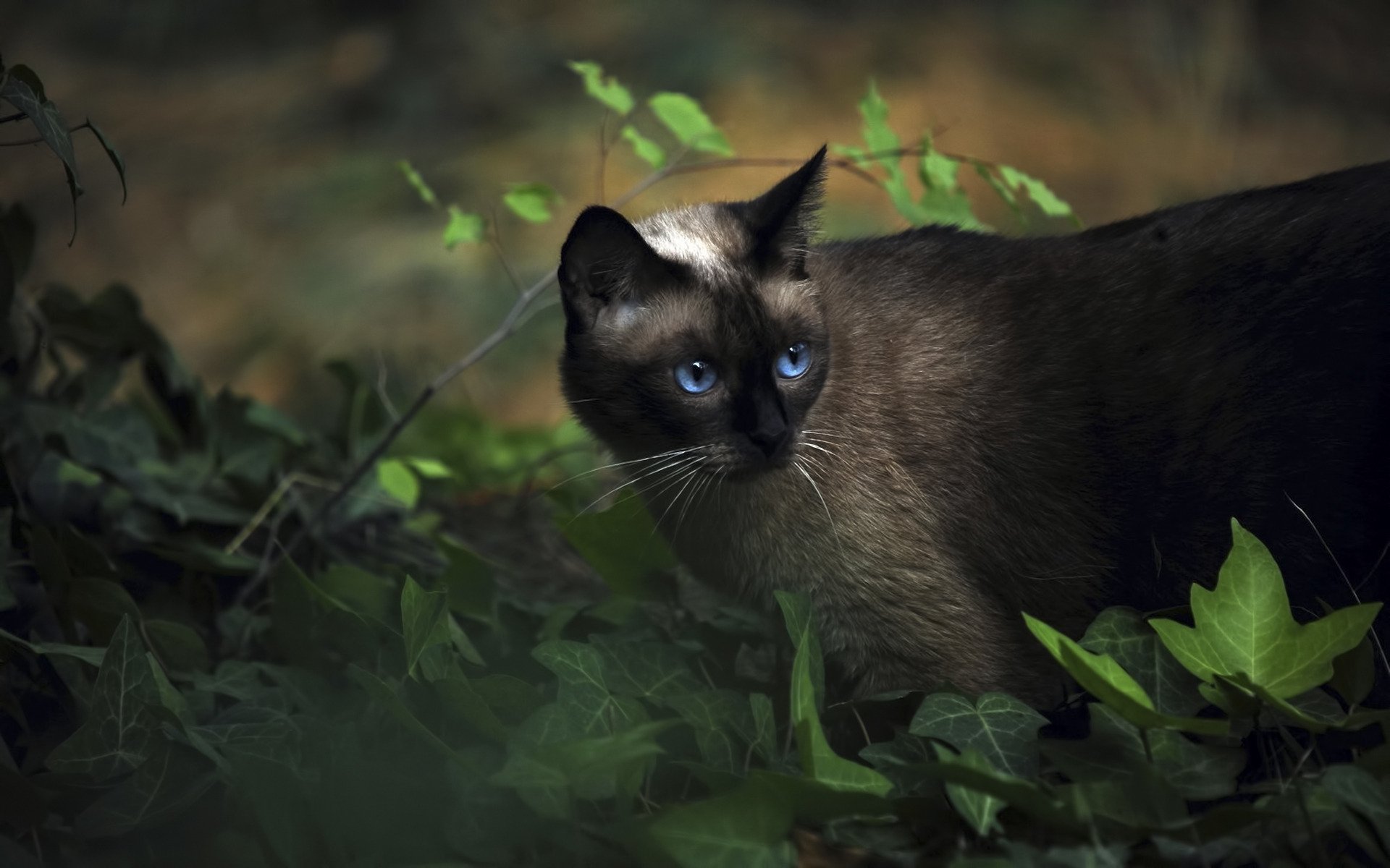 animaux chat siamois