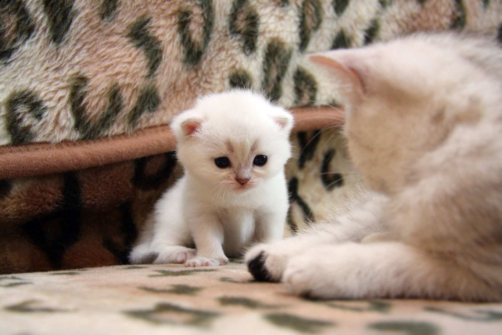 carino gattino gatto gatto