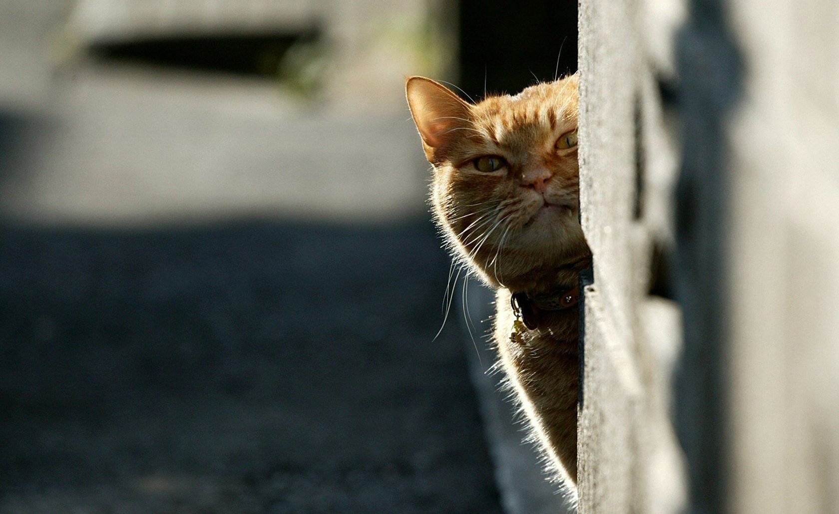 gato pelirroja asoma