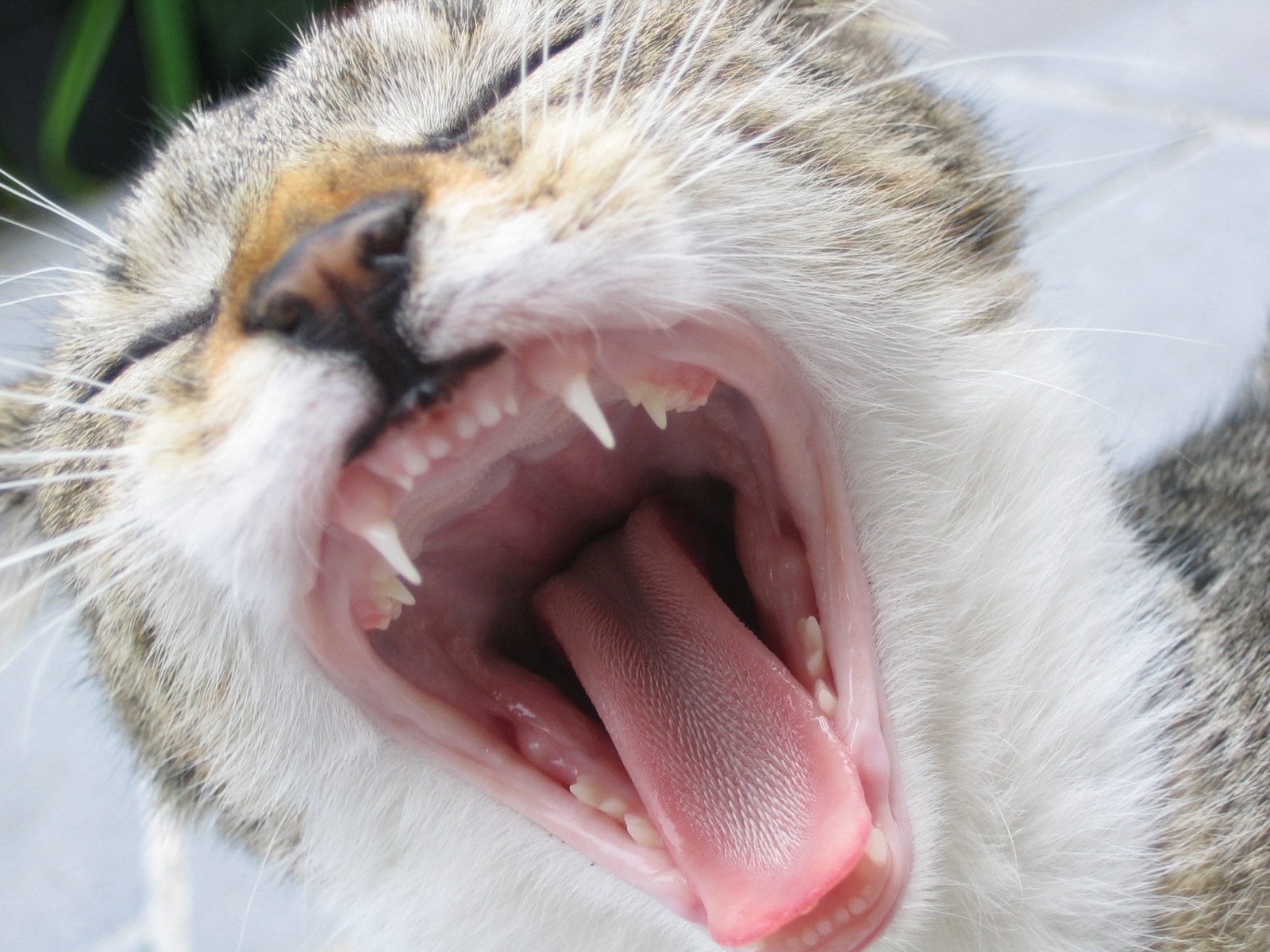 gatos dientes lengua