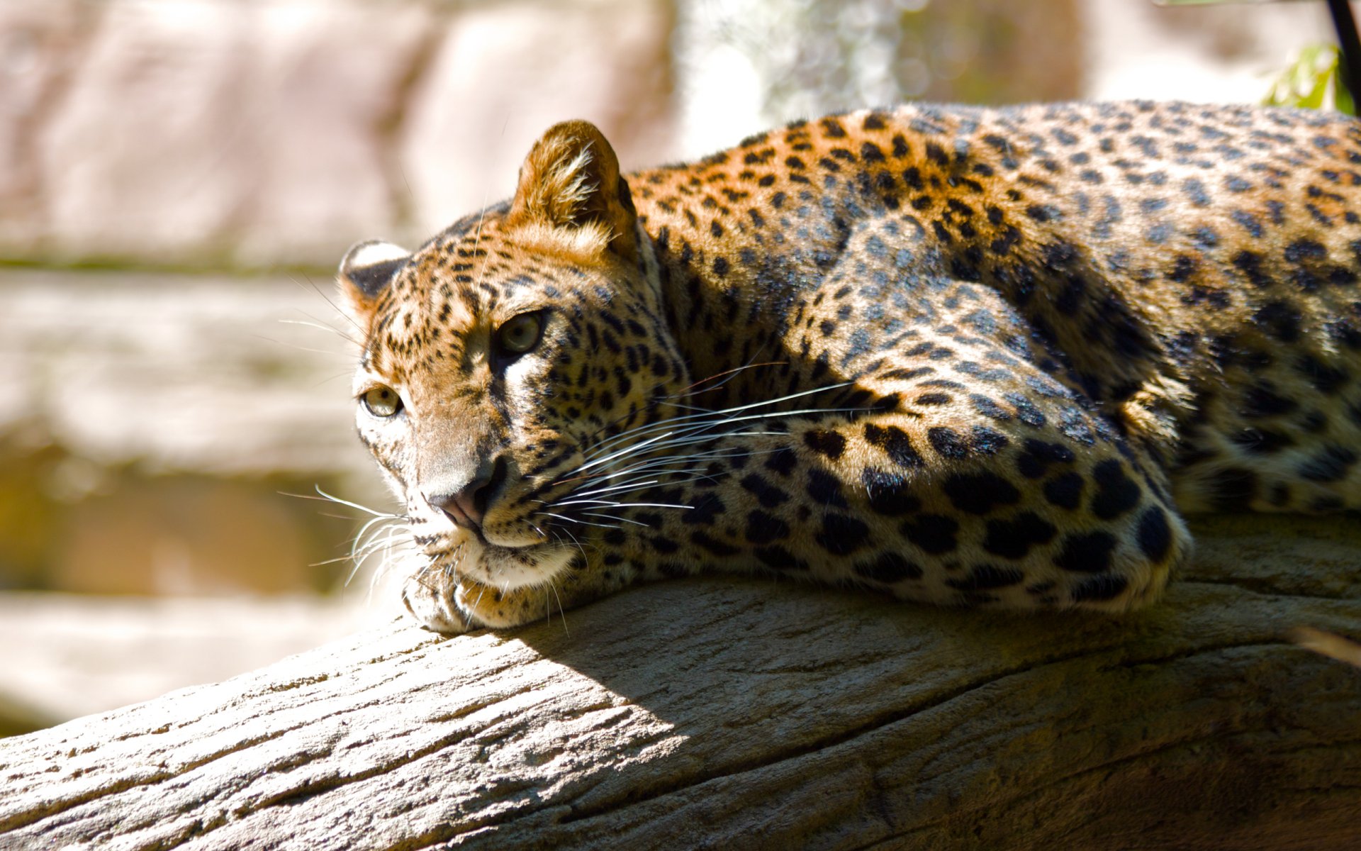 léopard zoo loisirs