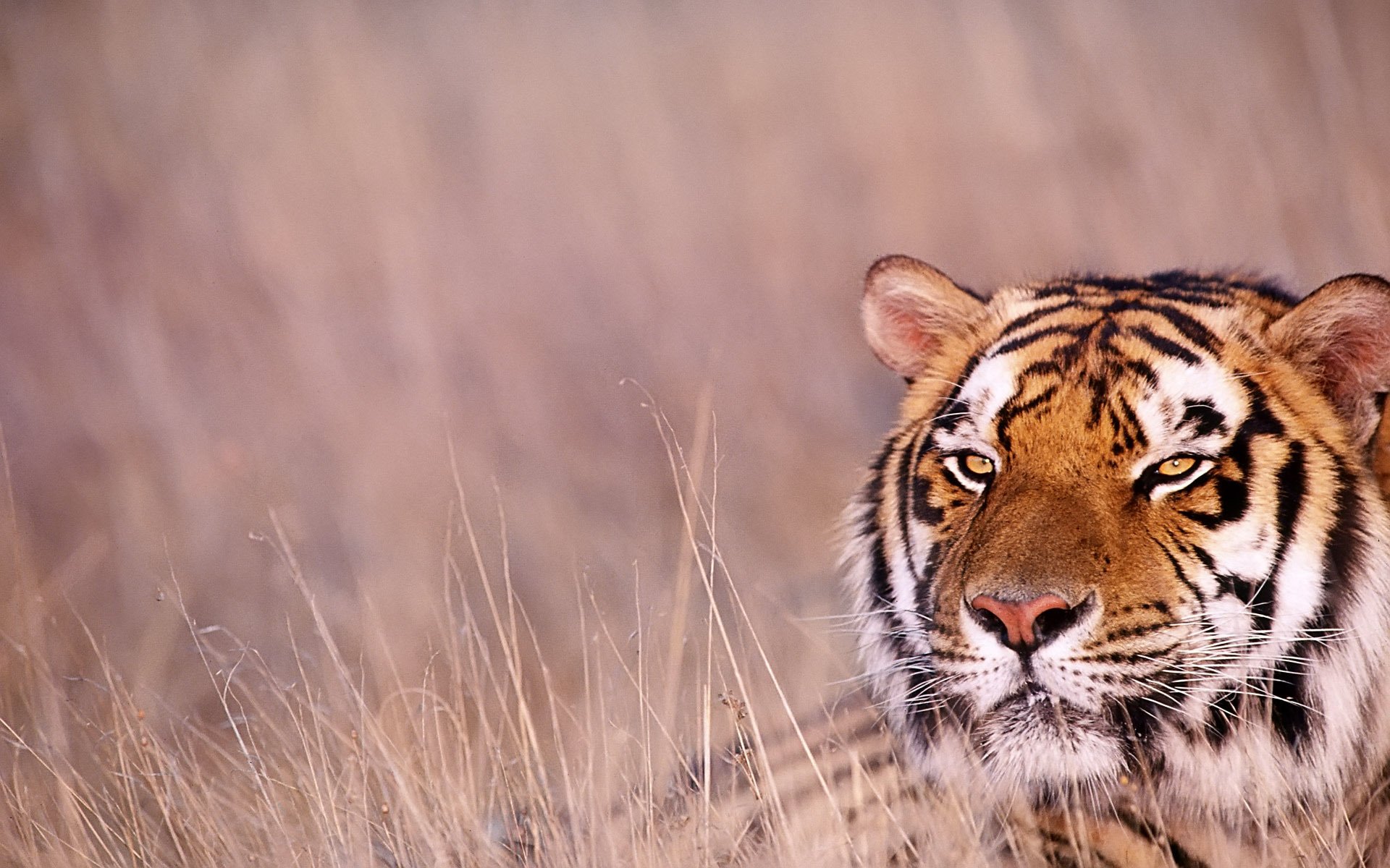 tigre mirada hierba