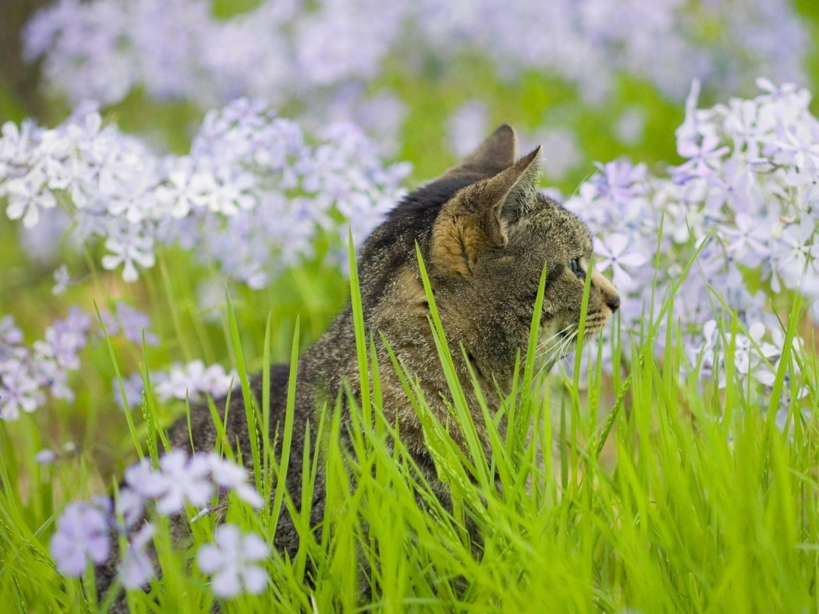 herbe vert chat