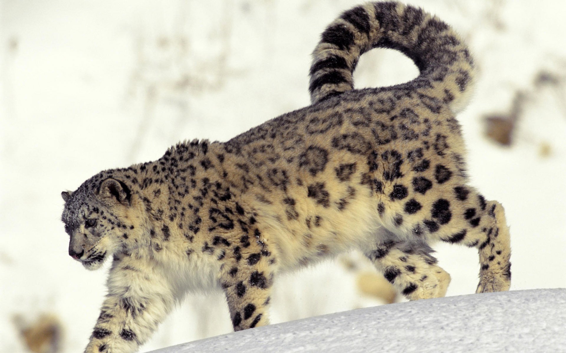 leopardo de las nieves nieve frío