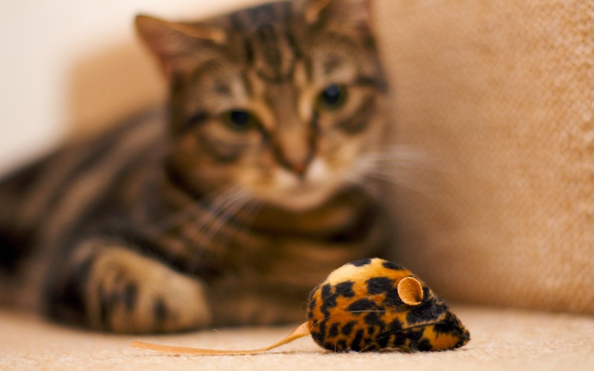 cat observations toy mouse