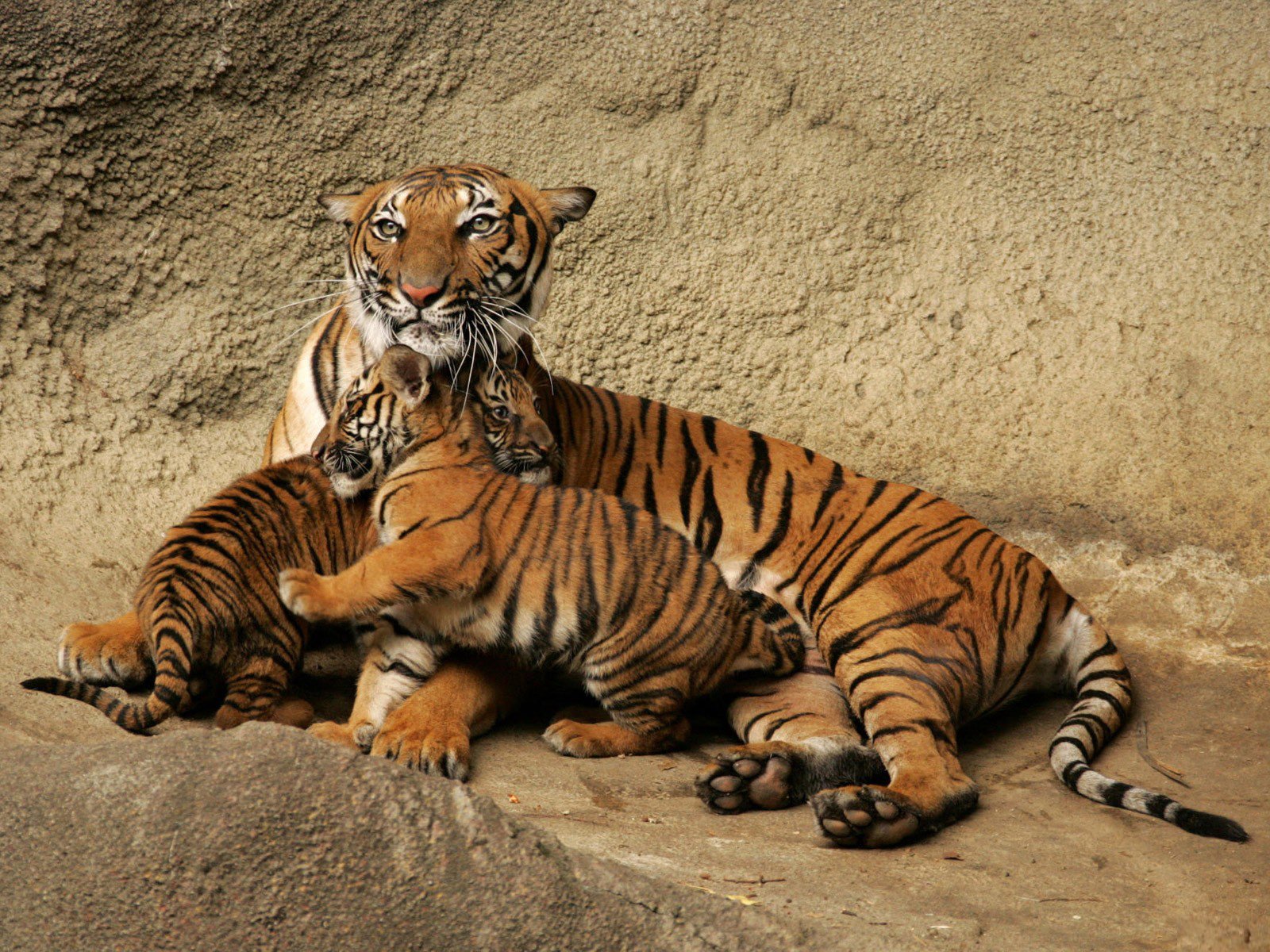 tiger cubs family