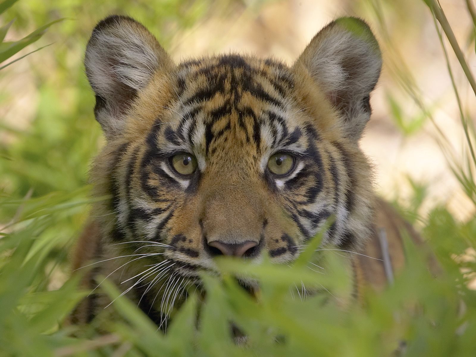 chats sauvages tigre prédateur