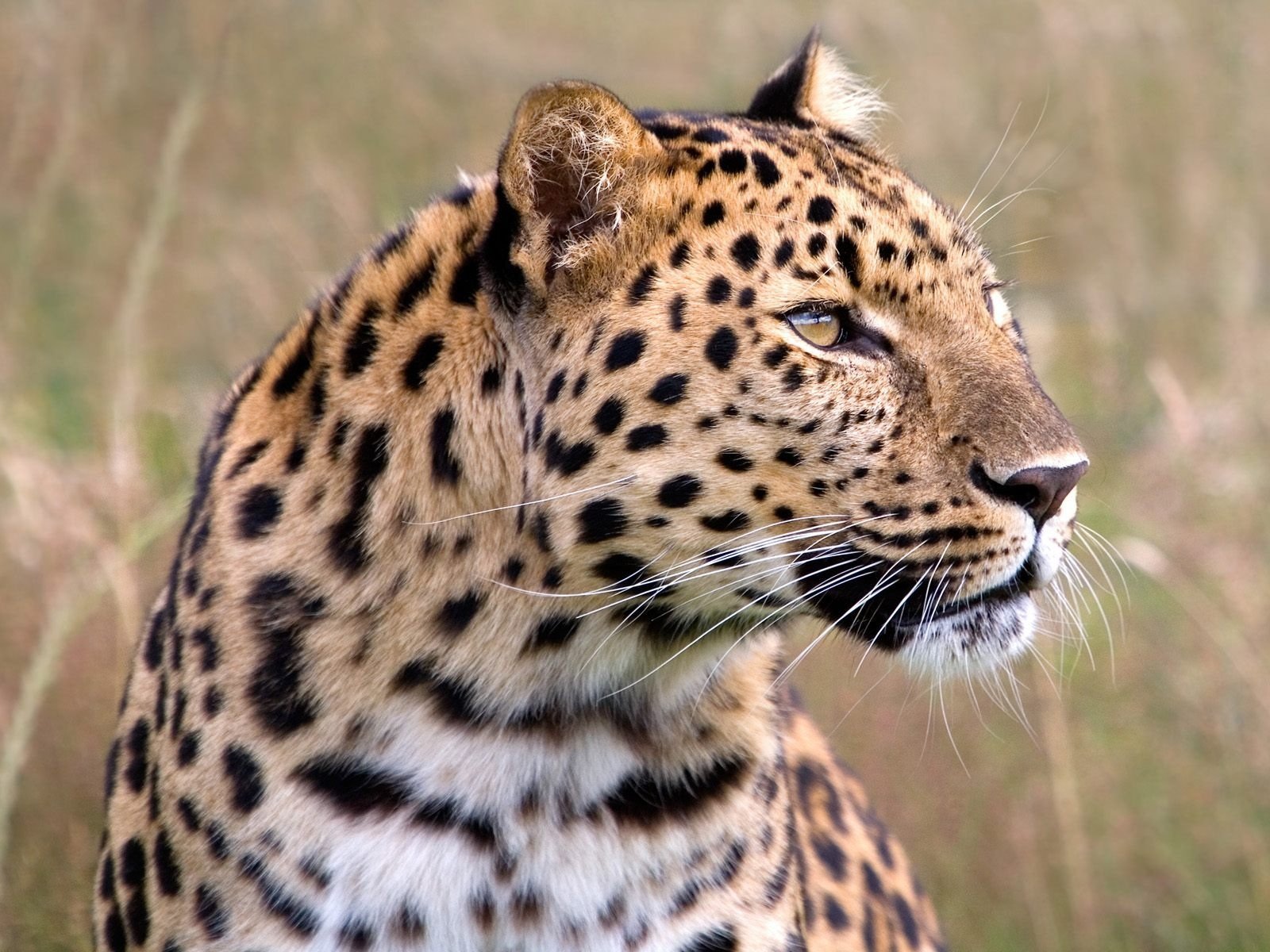 leopardo hierba mirada