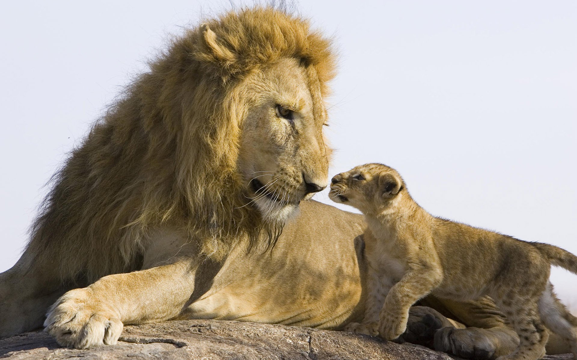 leo lion stone