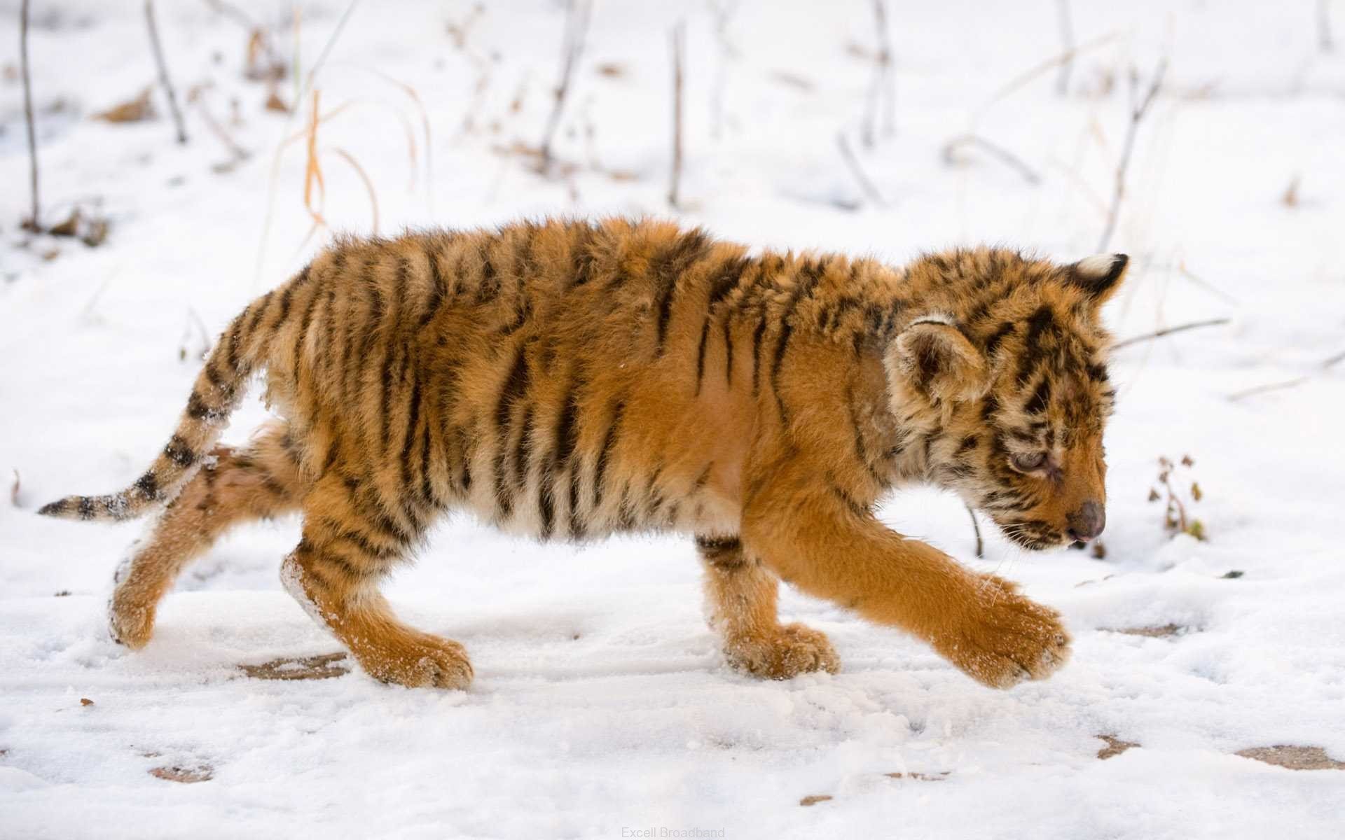 cucciolo di tigre bambino neve