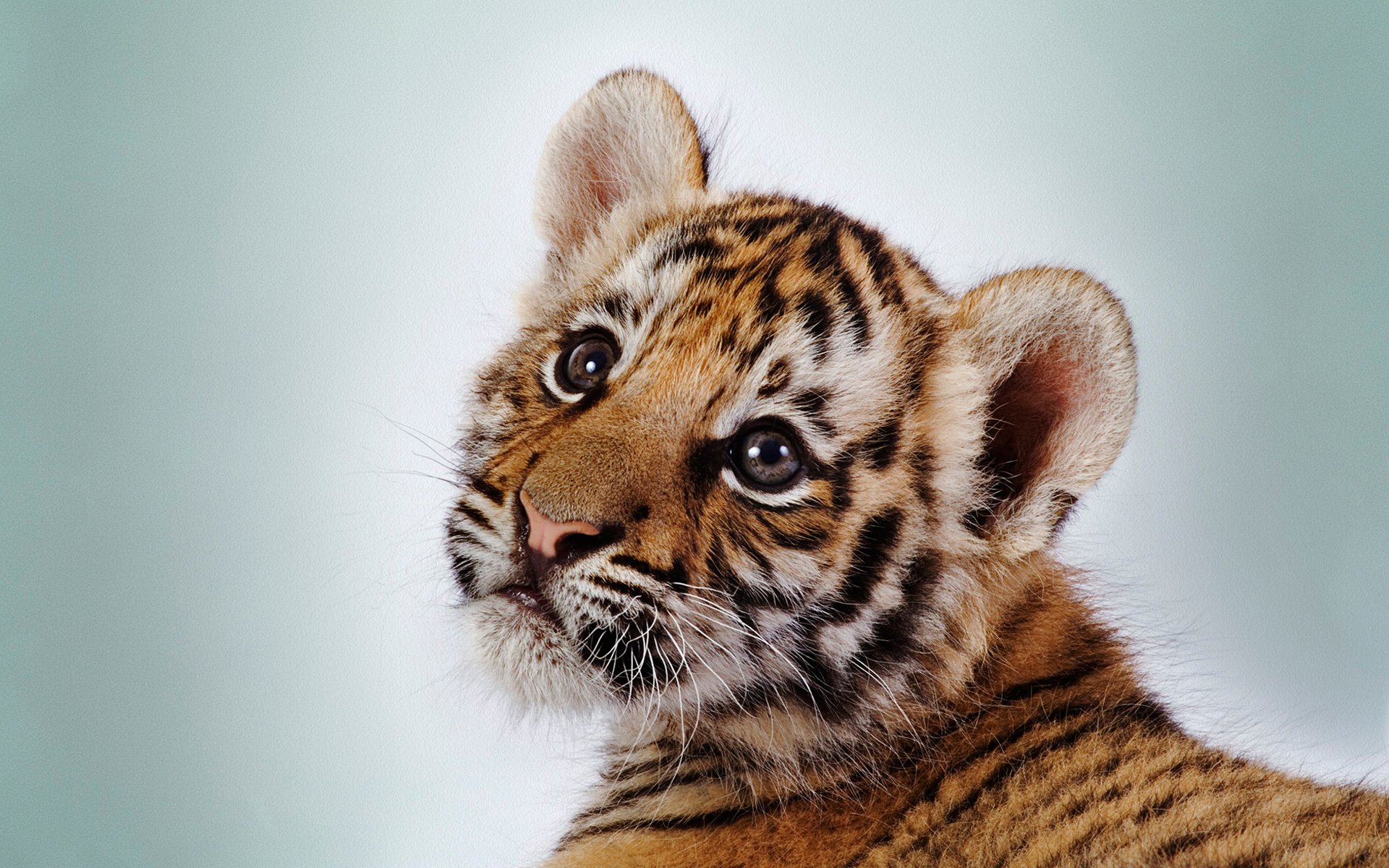 tiger augen schnauze tiger weißer hintergrund streifen