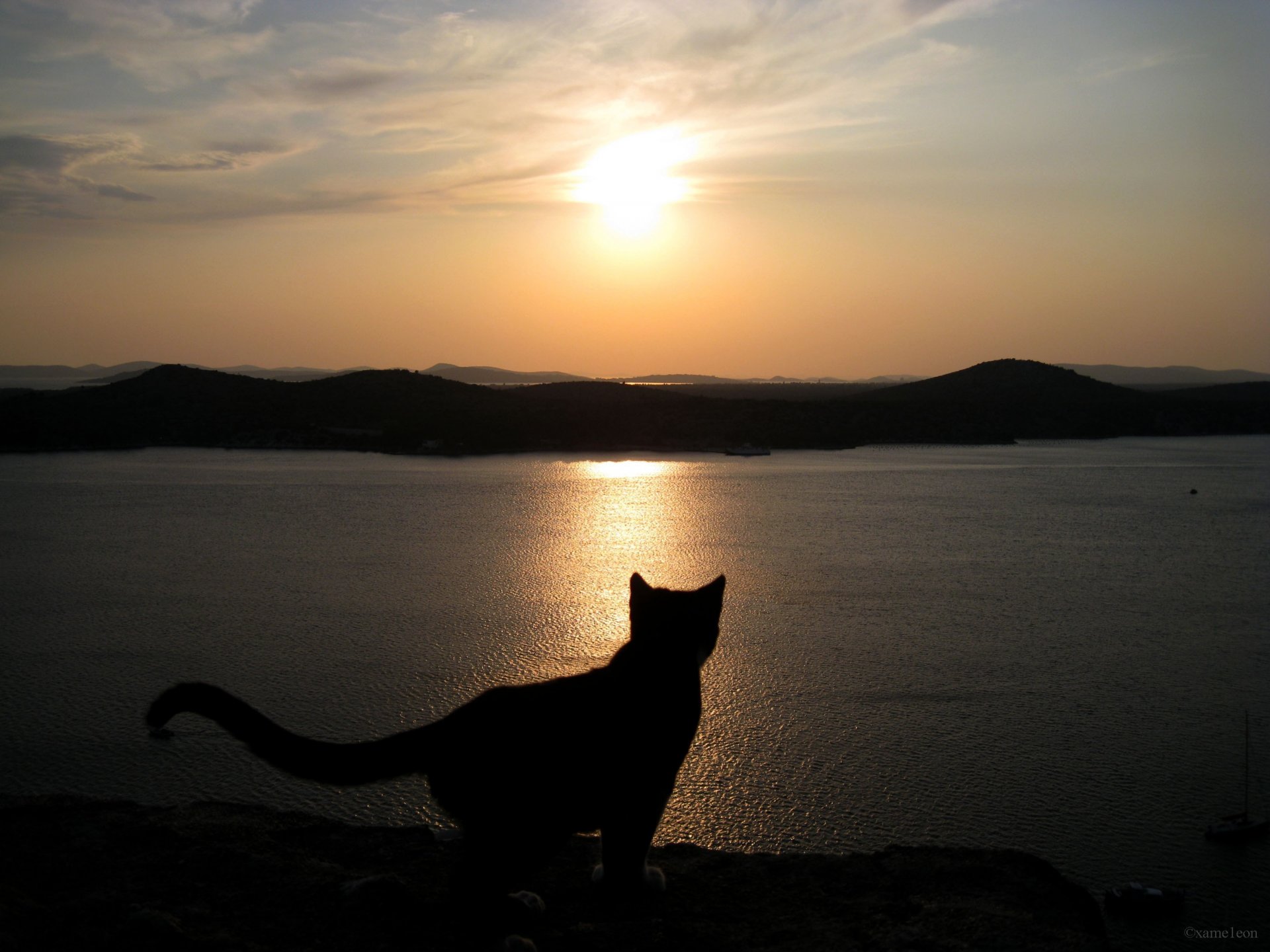 chat coucher de soleil ciel silhouette mer