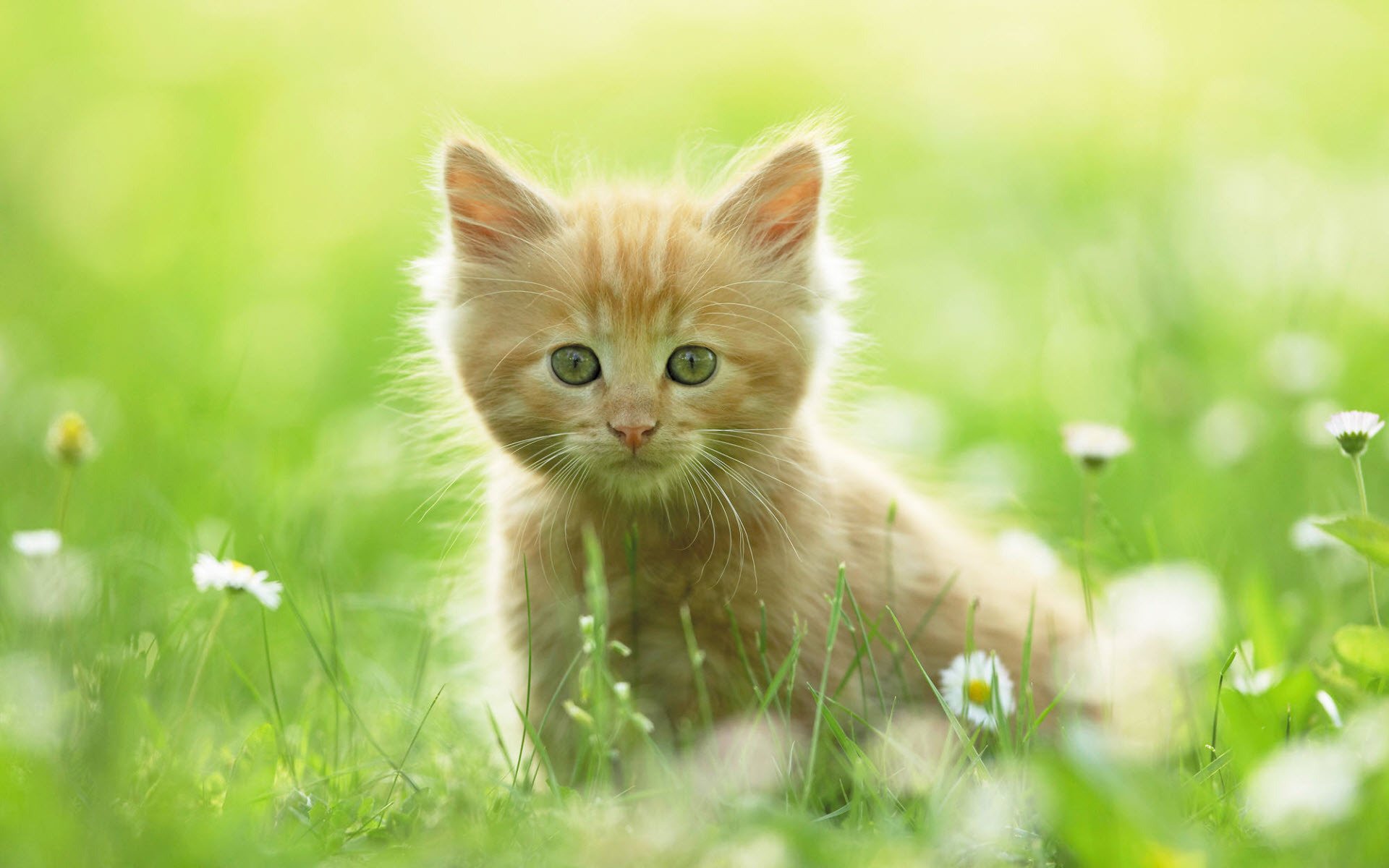 kitten view flower