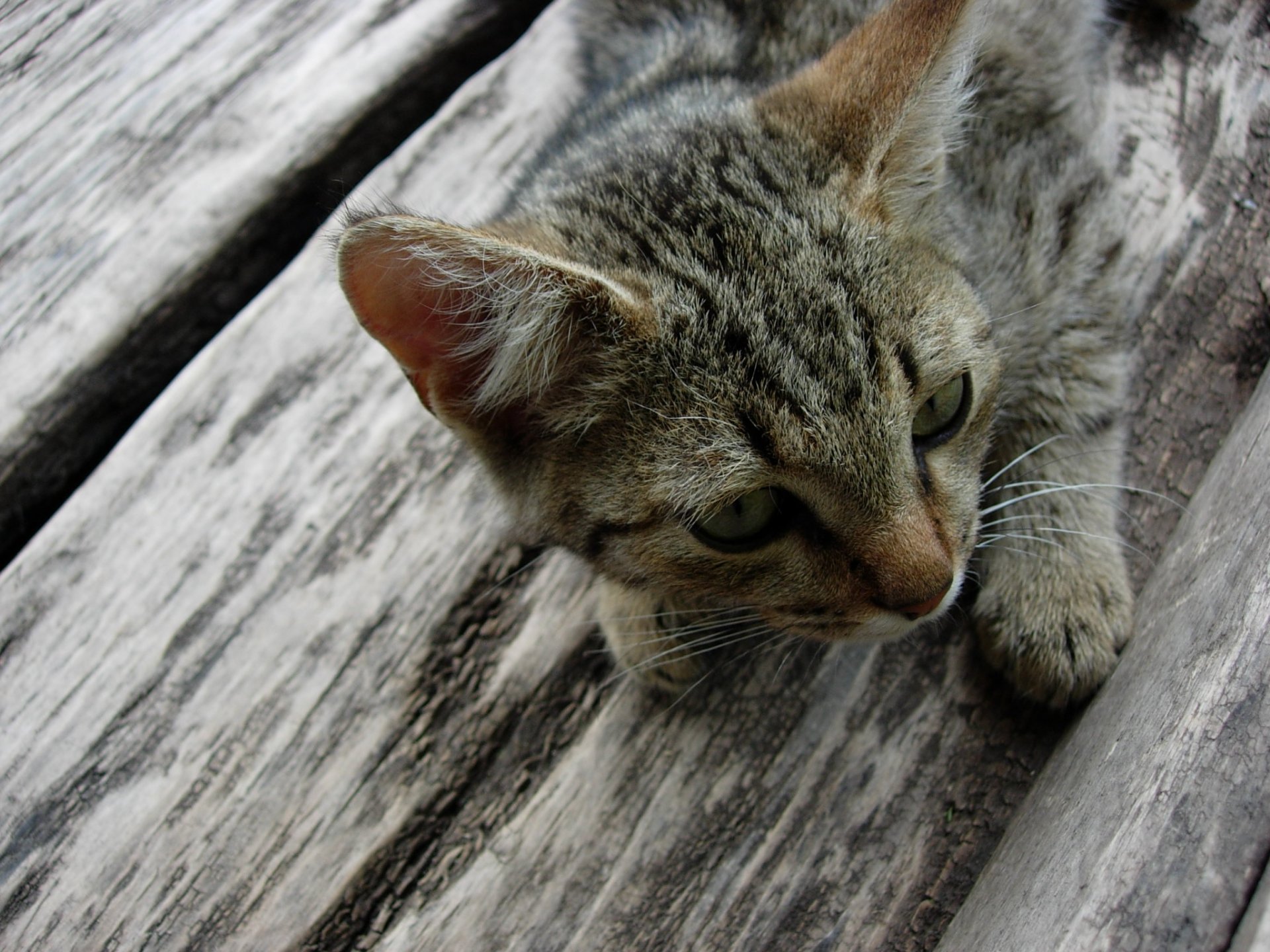 se trouve plancher de bois franc gris