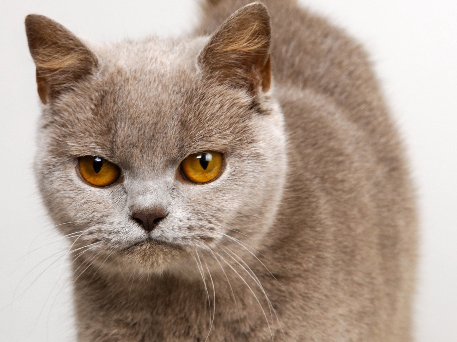 gato descontento mirada