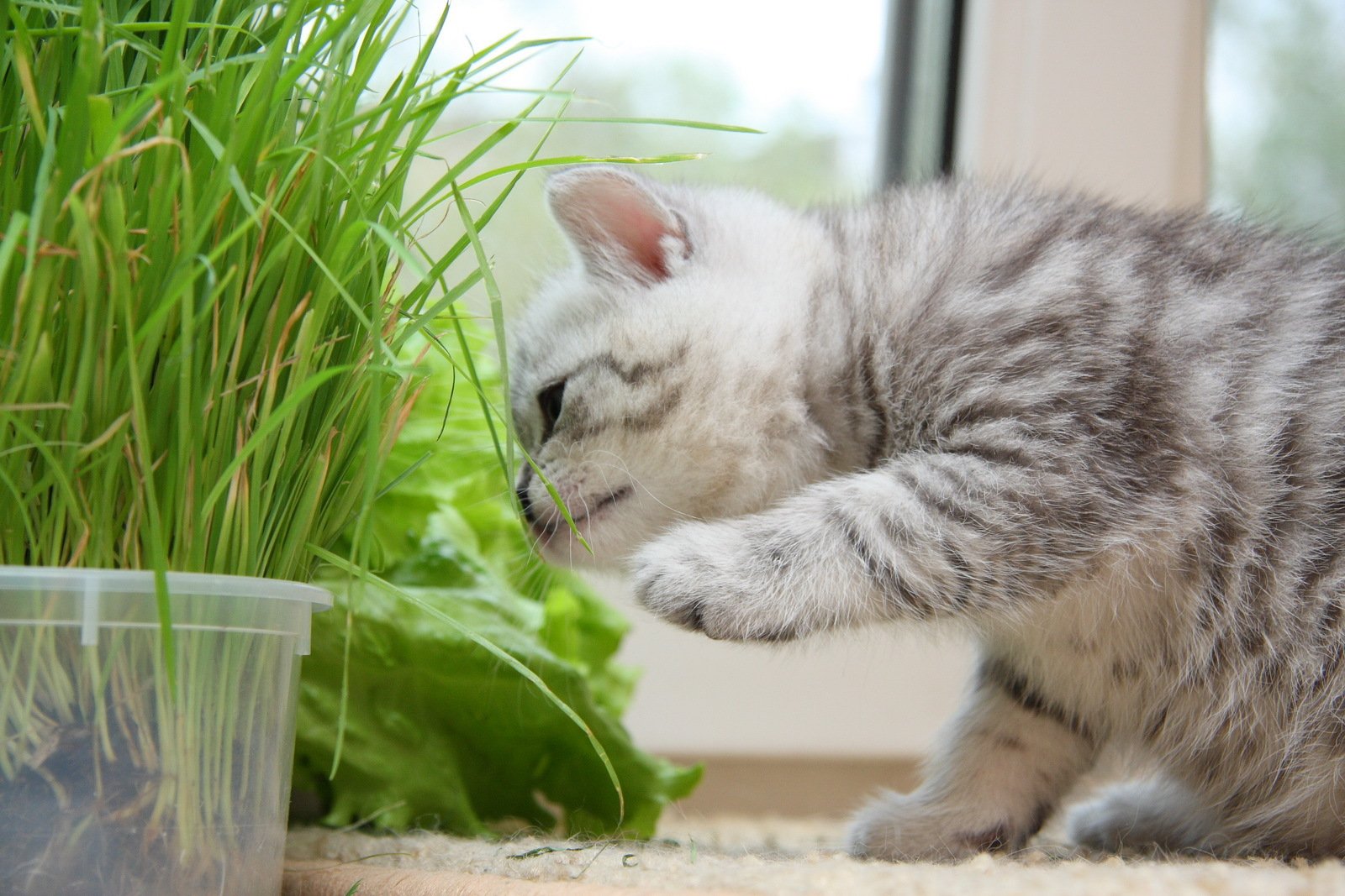 kätzchen katze hübsch