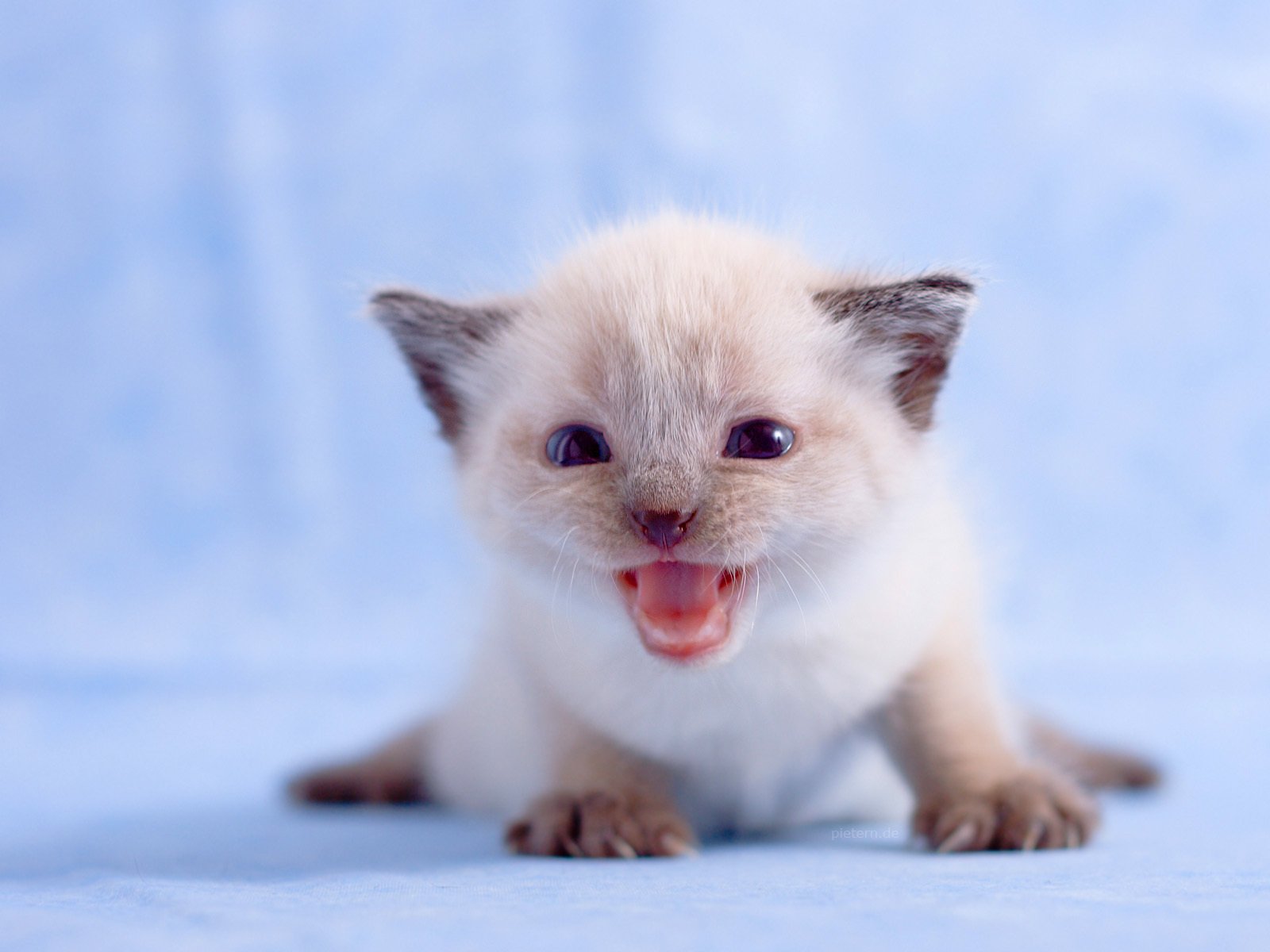 chats animaux blancs