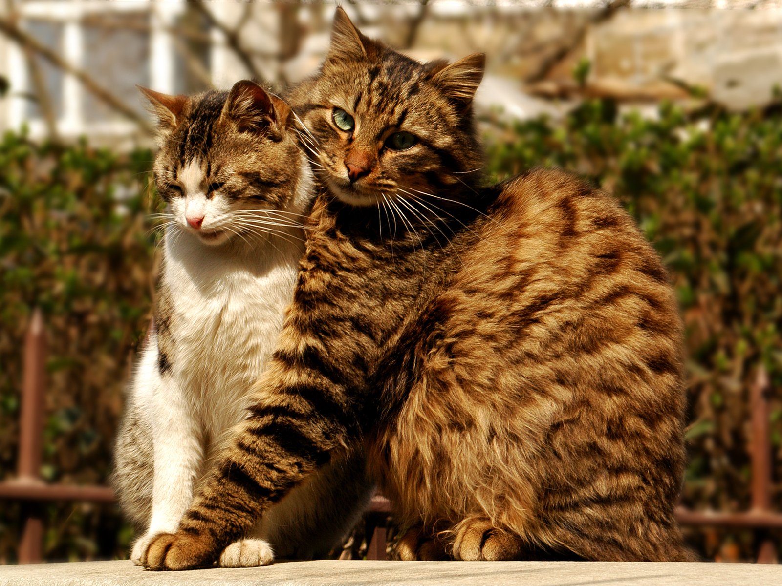 gato gato abrazo