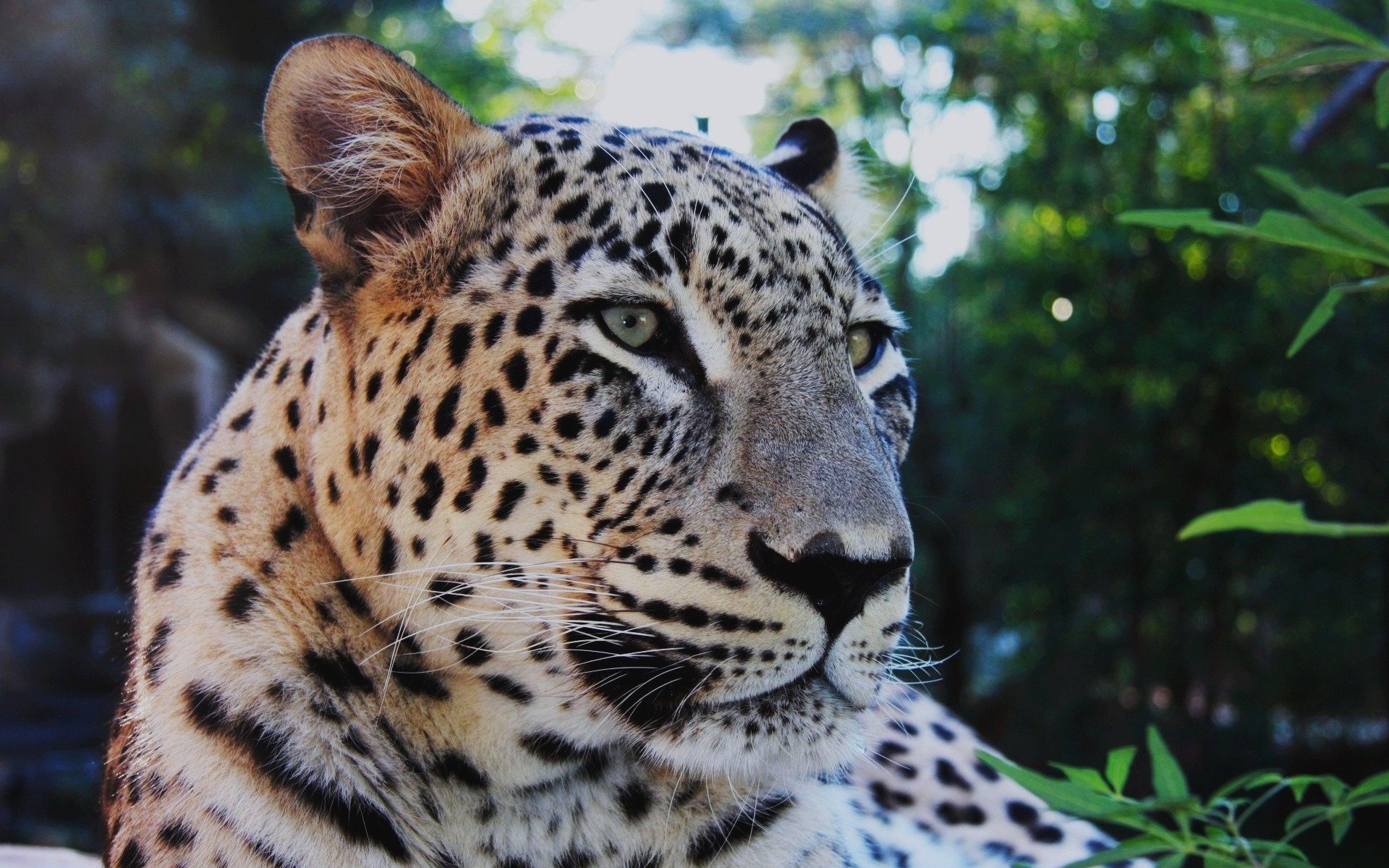 leopardo baffi meditabondo