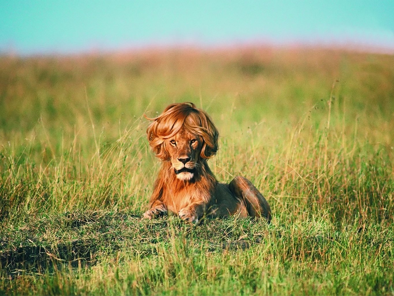 lion crinière humour