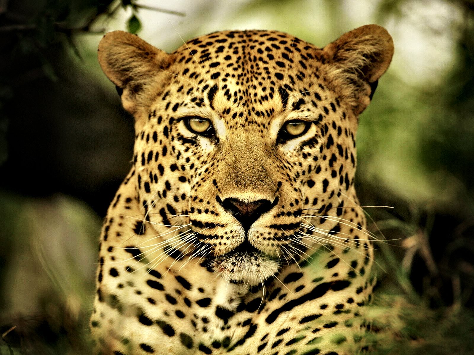 Леопард морда