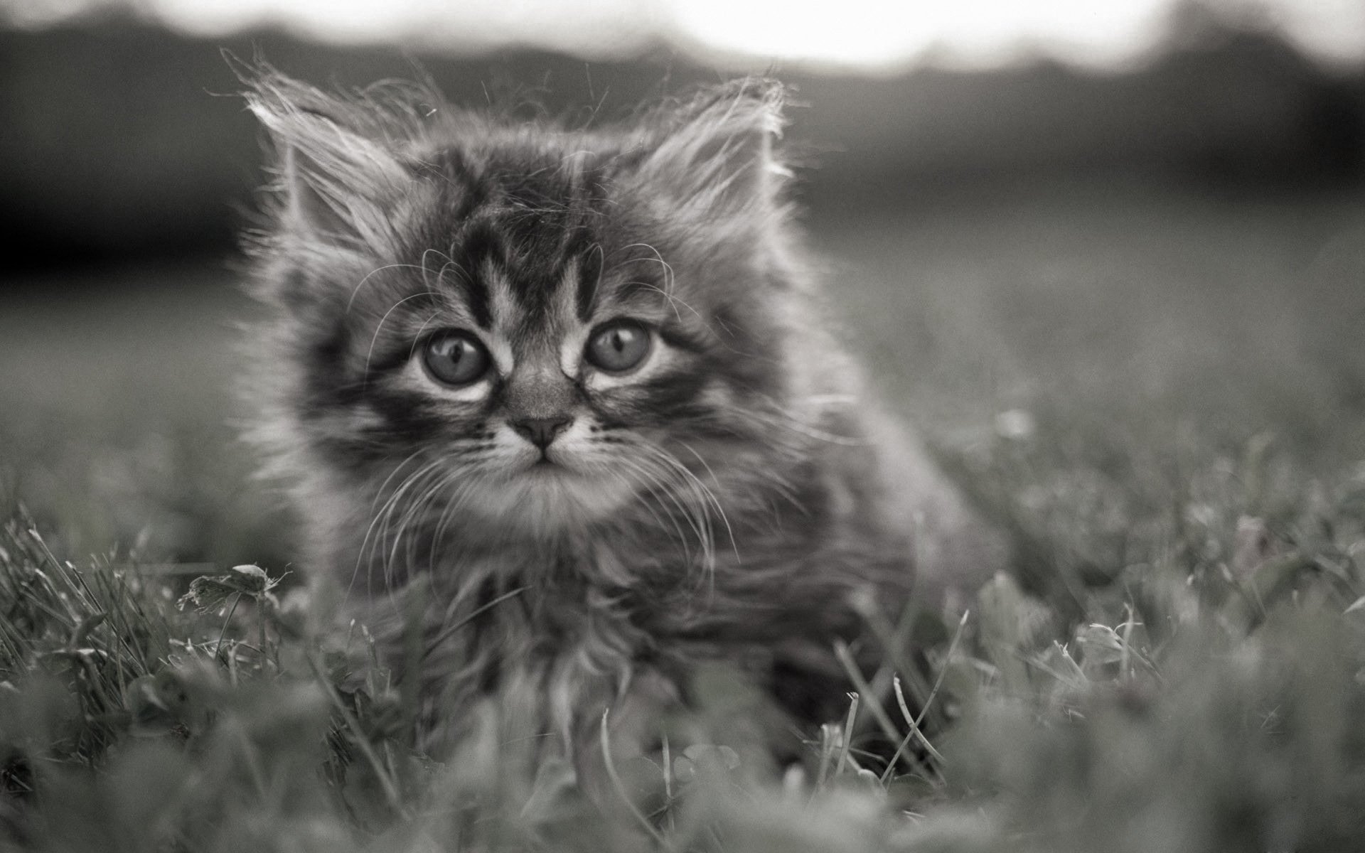 chaton gris herbe yeux réfléchis