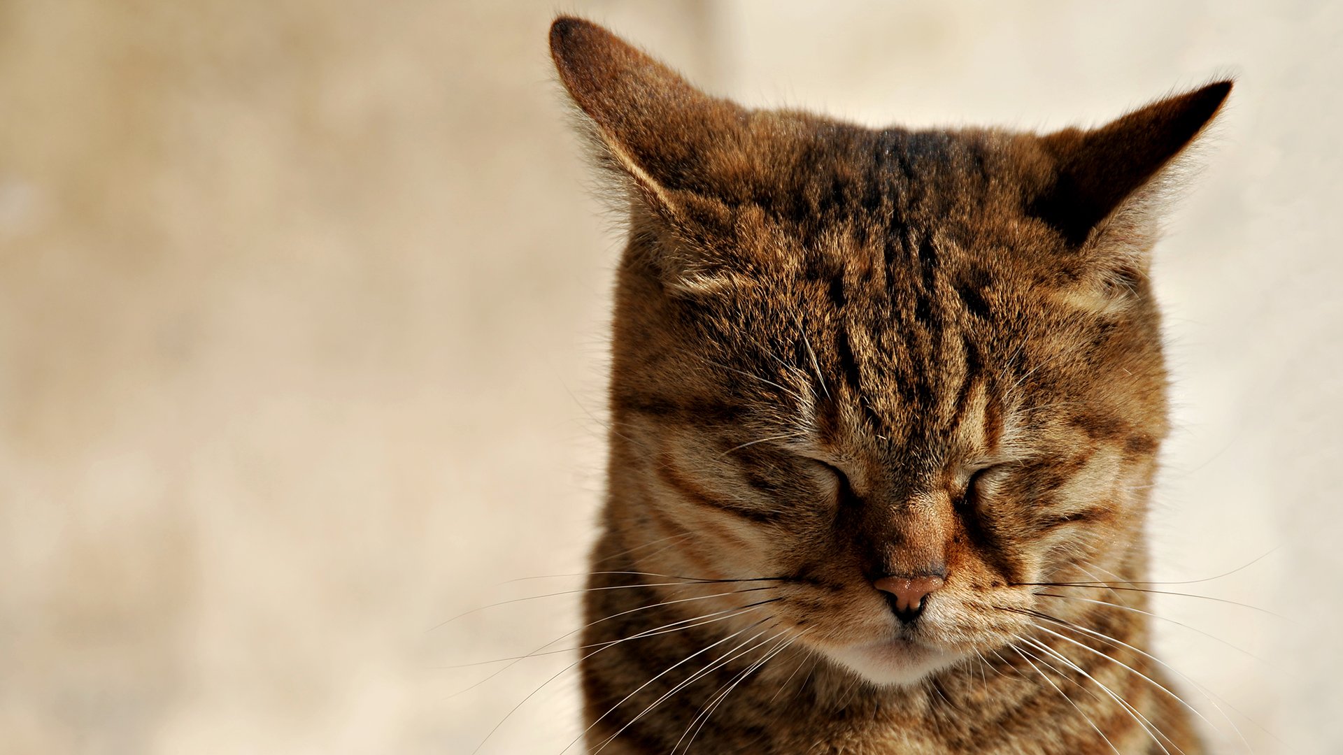 gato entrecerrado orejas