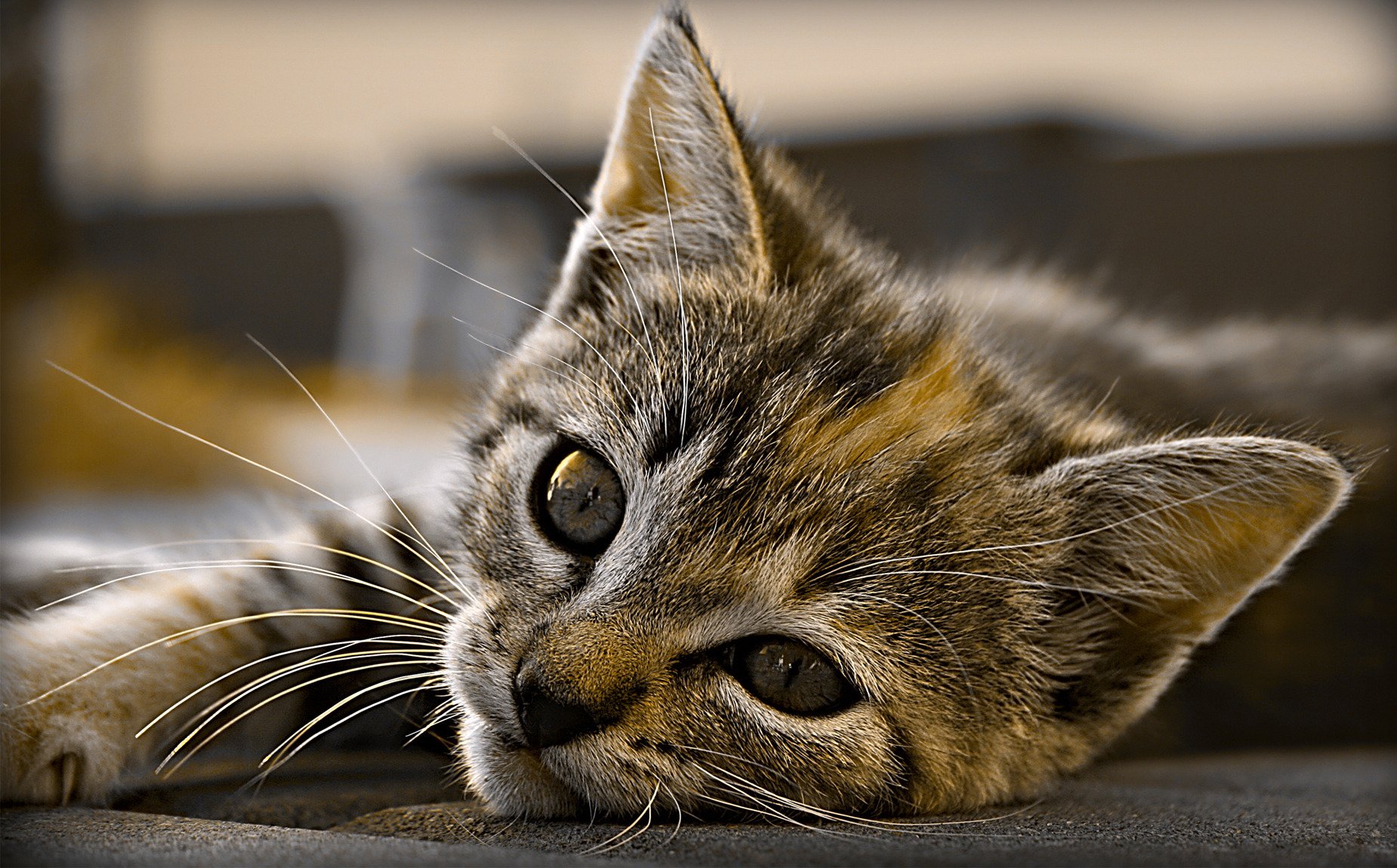 cat kitten view