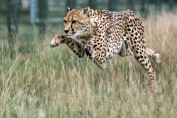 Predator Gepard in einem Sprung auf einem Feld