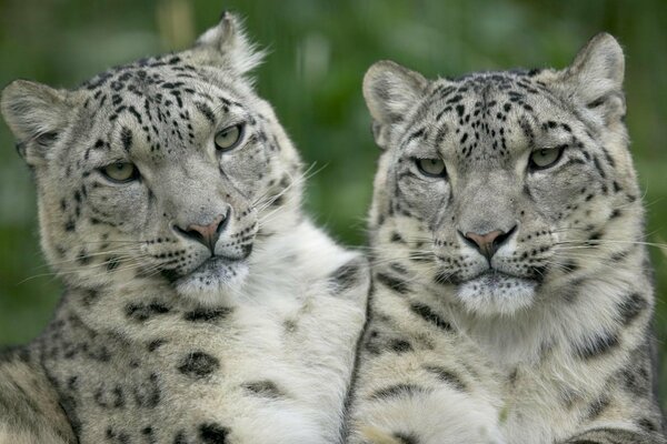 Les léopards blancs mignons fascinent le regard