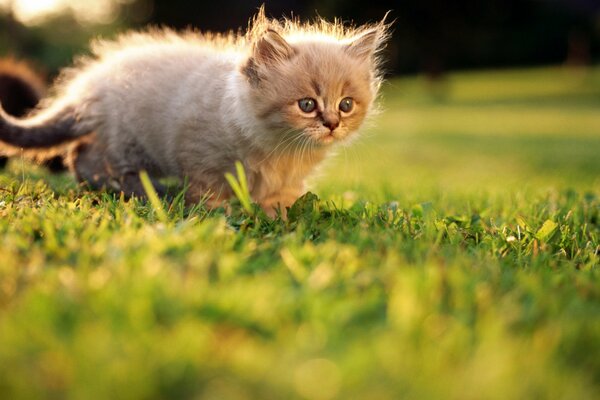 Маленький белый котёнок в траве летом
