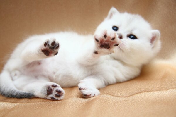 A white kitten with blue eyes is playing