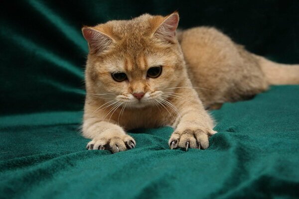 Rote Katze auf einer dunkelgrünen Decke. Pfoten mit freigesetzten Krallen