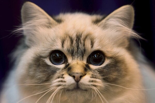 Portrait of a fluffy white cat with spots on its muzzle and ears