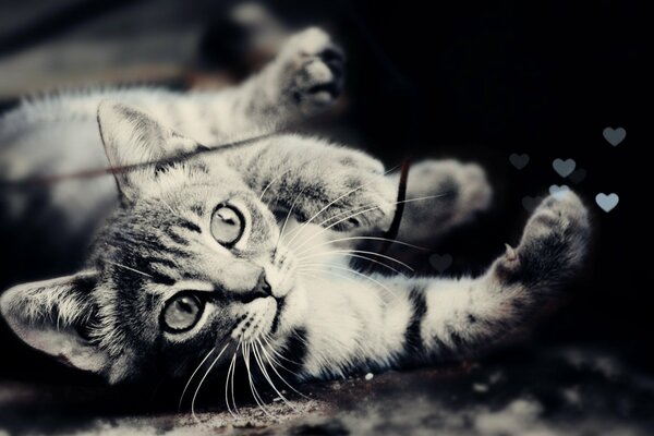 Schwarz-Weiß-Foto mit Katzenschnauze