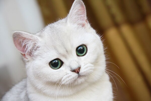 Chat blanc avec des yeux verts