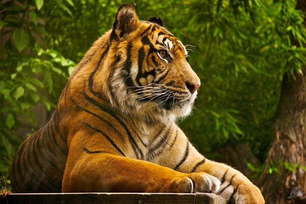 Predator on vacation. Tiger on a tree background