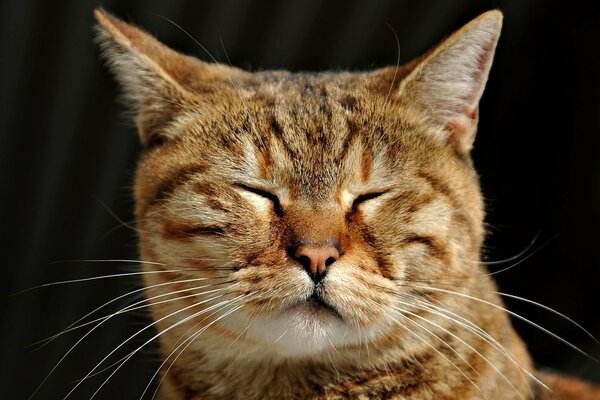 Gestreifte rote Katze mit geschlossenen Augen