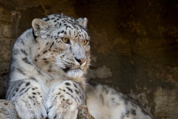 Splendido leopardo delle nevi si trova