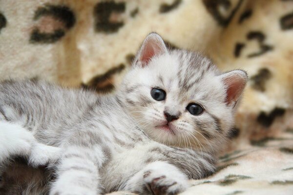 A small striped kitten is lying on the bedspread