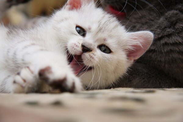 A pretty white cat yawns