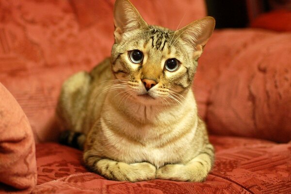 Chat sur le canapé en regardant la caméra