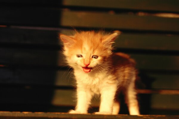 Pequeño gatito rojo en alerta