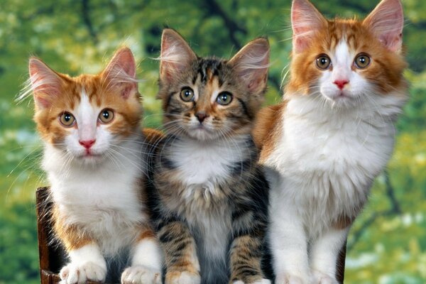 Tres pequeños gatitos en el fondo de la hierba