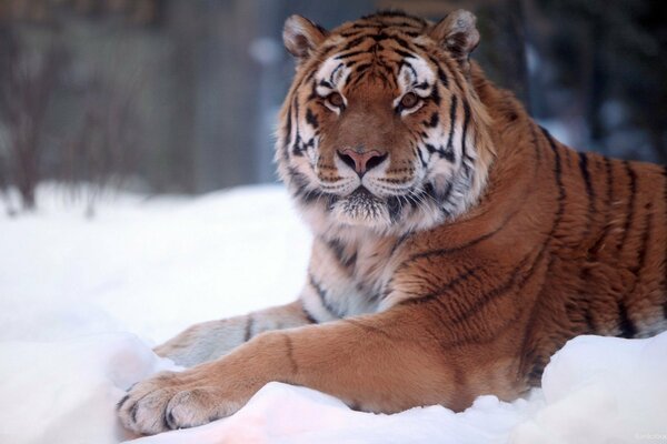 Tiger liegt im Schnee