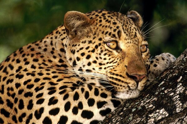 Horden auf einem Baum eines fleckigen Leoparden