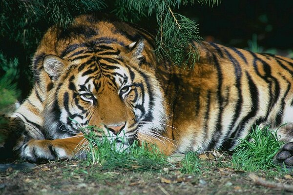 Tigre fatigué comme un chat au repos