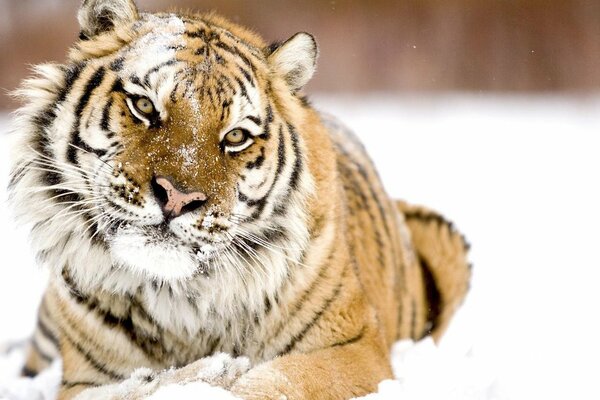 Tygrys amurski w Zimowy dzień