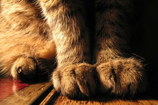 Paws of a sitting cat close-up