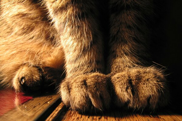 Las patas de un gato sentado en primer plano